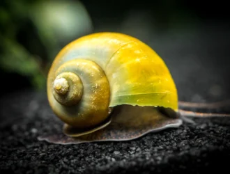 How To Breed Mystery Snails