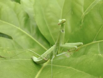 Why Do Praying Mantises Eat Their Mates