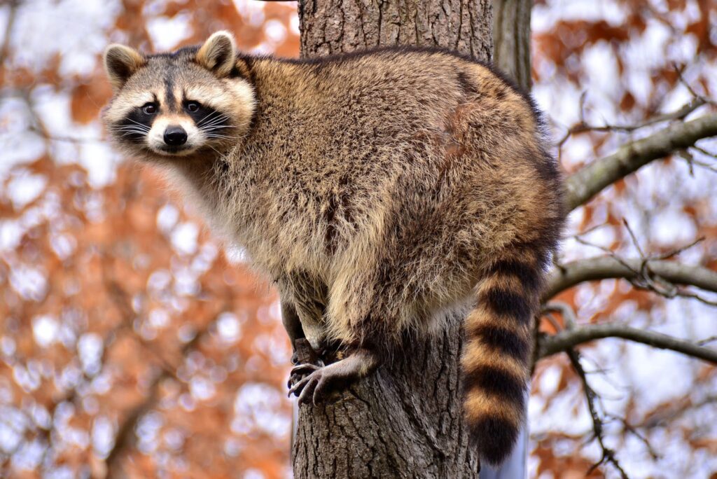 How To Get Raccoons Out Of Your Attic