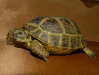 Can Russian Tortoises Eat Apples