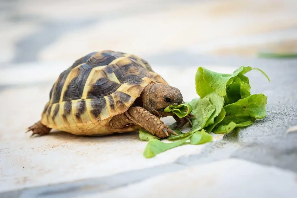 Can Tortoises Eat Lettuce