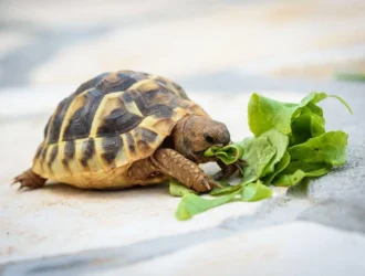 Can Tortoises Eat Lettuce