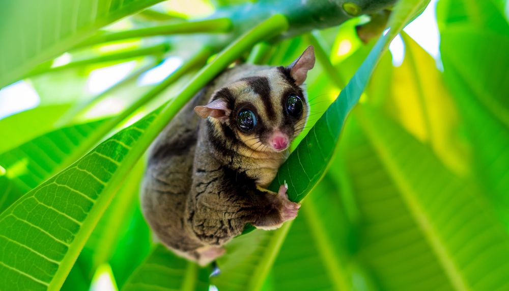 Can Sugar Gliders Eat Tomatoes