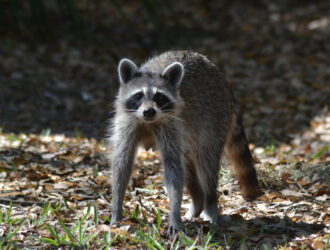What Does Animal Control Do With Raccoons