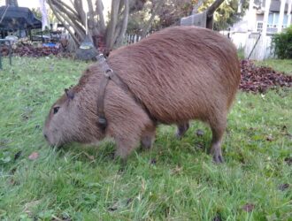 What Does Capybaras Eat