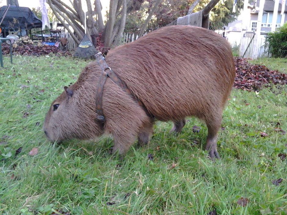 What Does Capybaras Eat