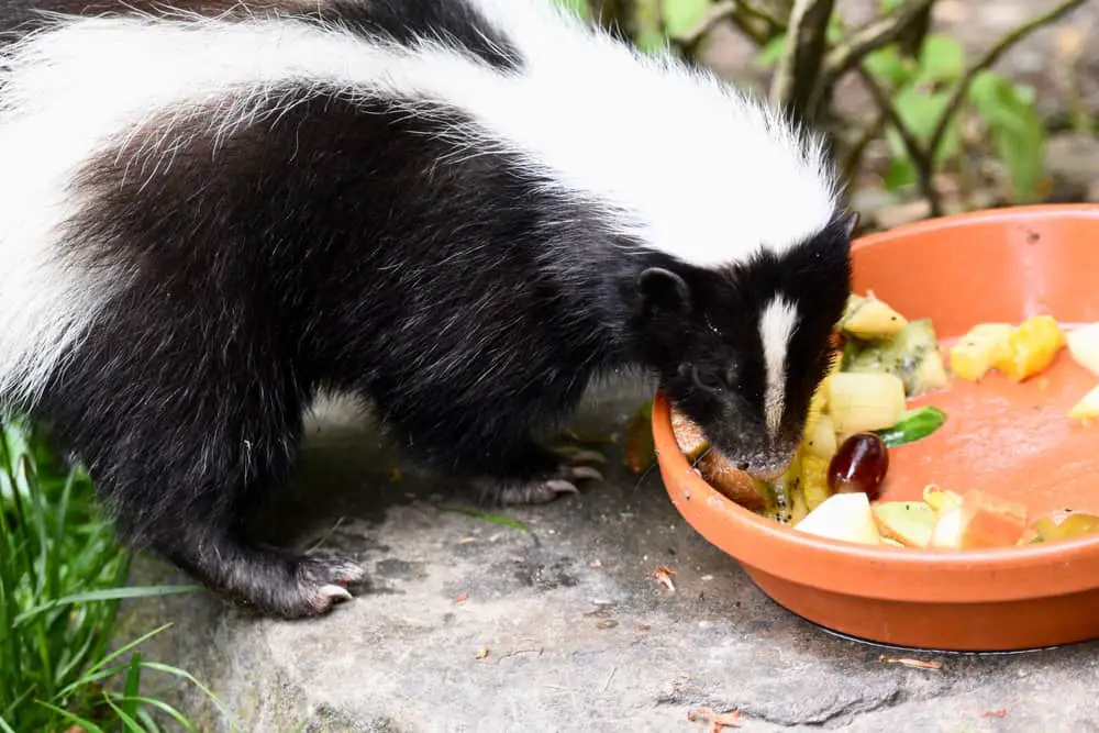 What Food Is Irresistible To Skunks