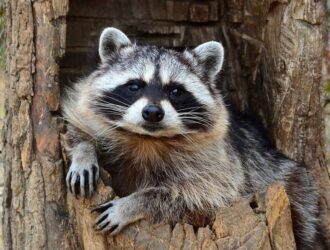 When Do Raccoons Come Out