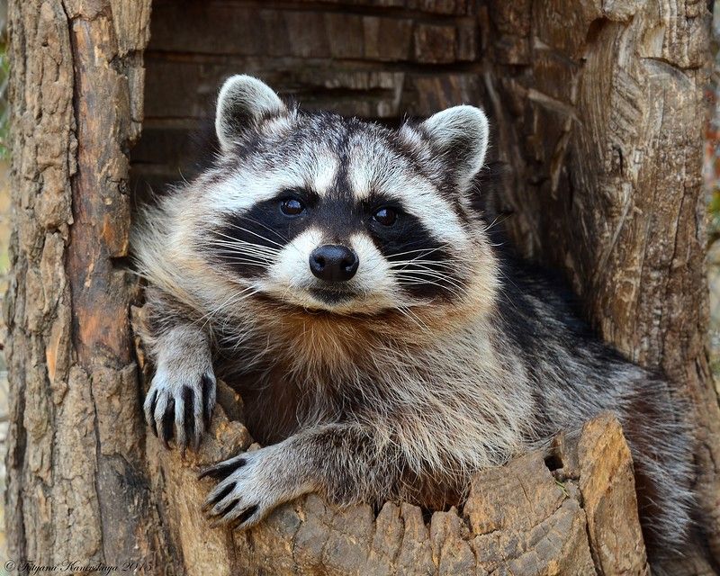 When Do Raccoons Come Out