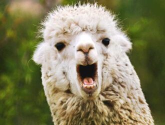 Why Do Alpacas Spit