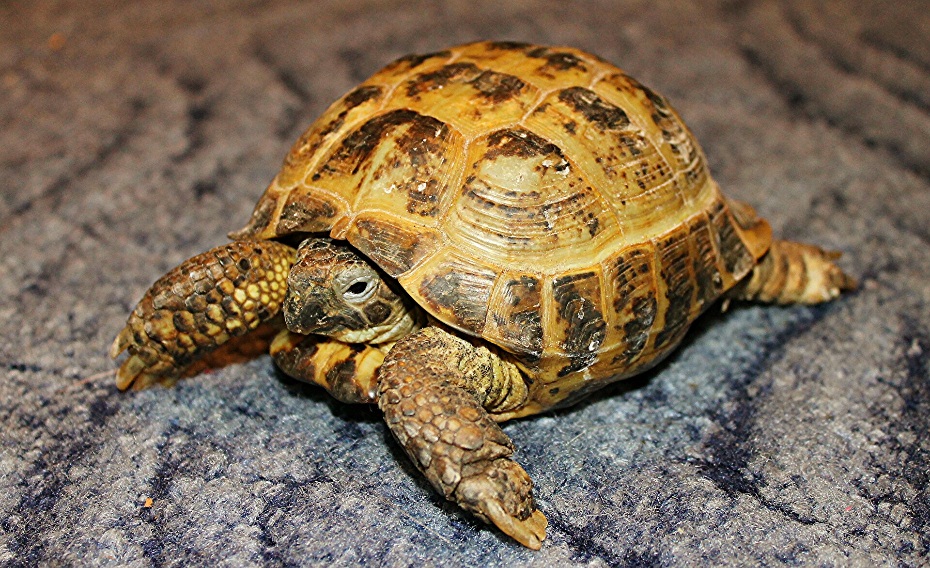 Can Russian Tortoises Eat Apples