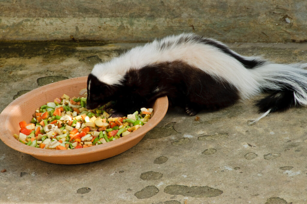 What Food Is Irresistible To Skunks