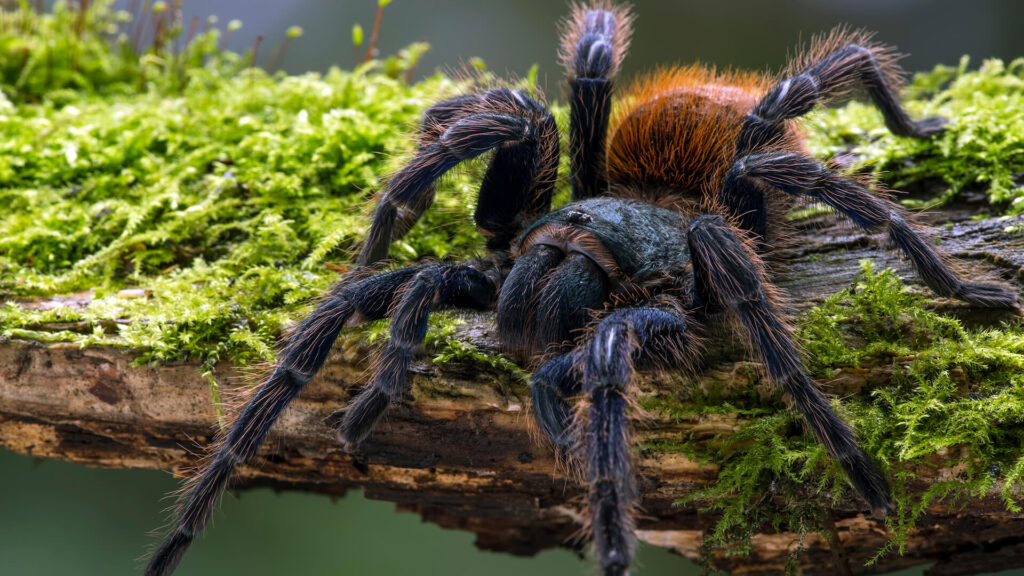 How Fast Can Tarantulas Run