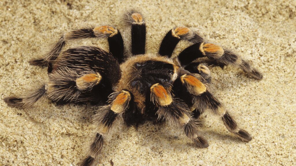 How Fast Can Tarantulas Run