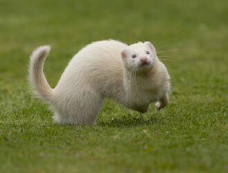 Do Ferrets Like Water