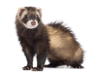 can ferrets use cat litter