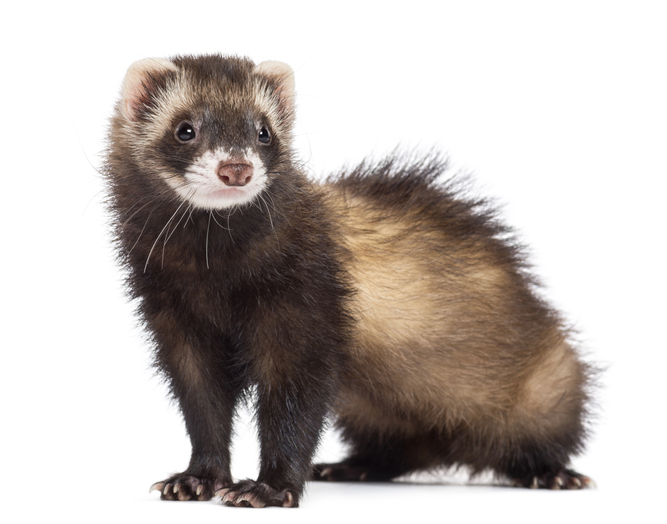 can ferrets use cat litter