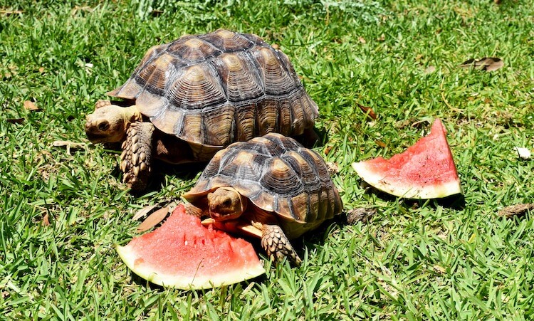 Can Tortoises Eat Watermelon