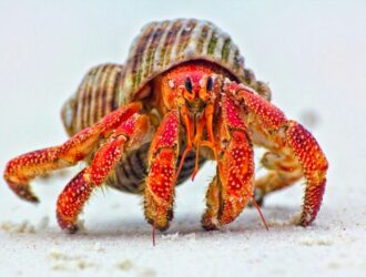Can Hermit Crabs Eat Apple