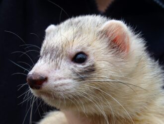 Funny Facts About Ferrets
