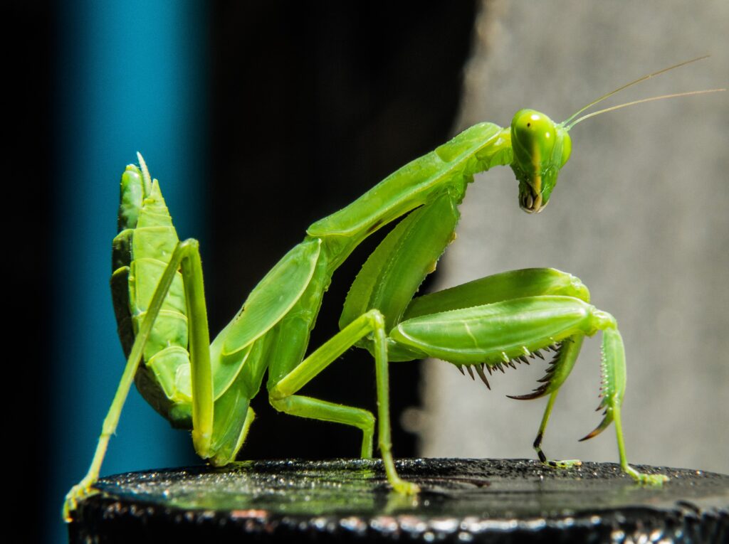 Are Praying Mantises Good Luck