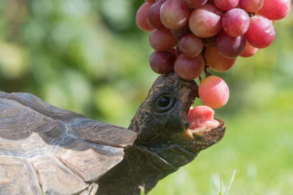 Can Tortoises Have Grapes