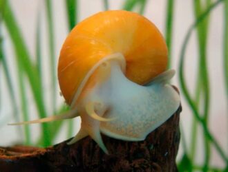 How Fast Do Mystery Snails Grow