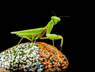 Where To Find Praying Mantises