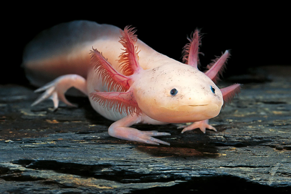 Do Axolotls Need Air