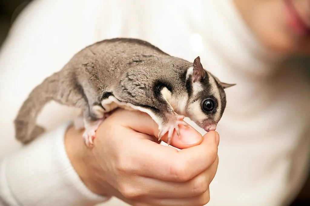 Why Do Sugar Gliders Bark