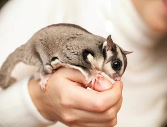 Why Do Sugar Gliders Bark