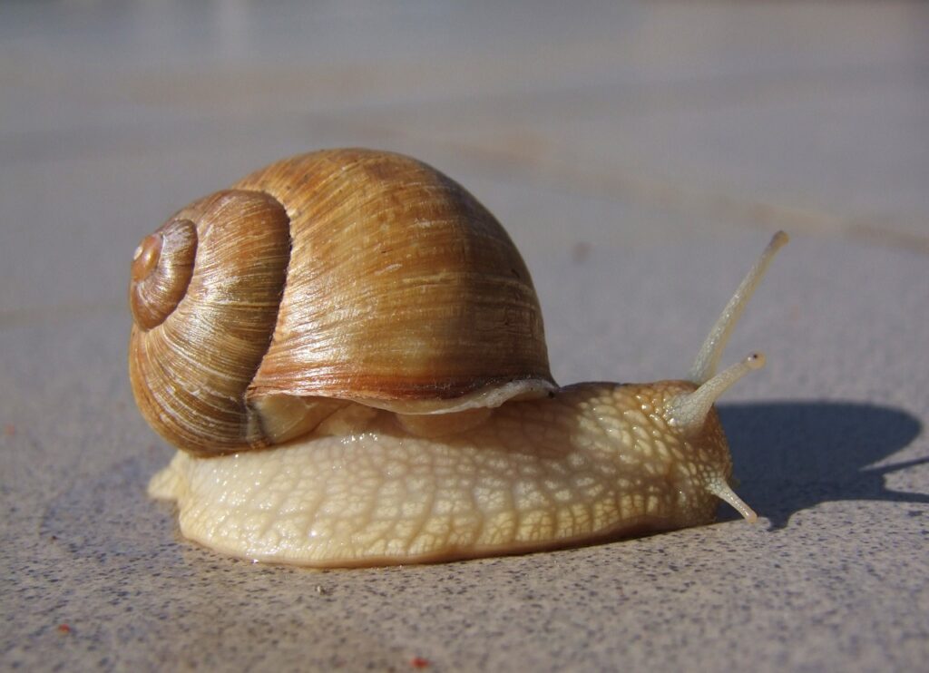 How To Breed Mystery Snails