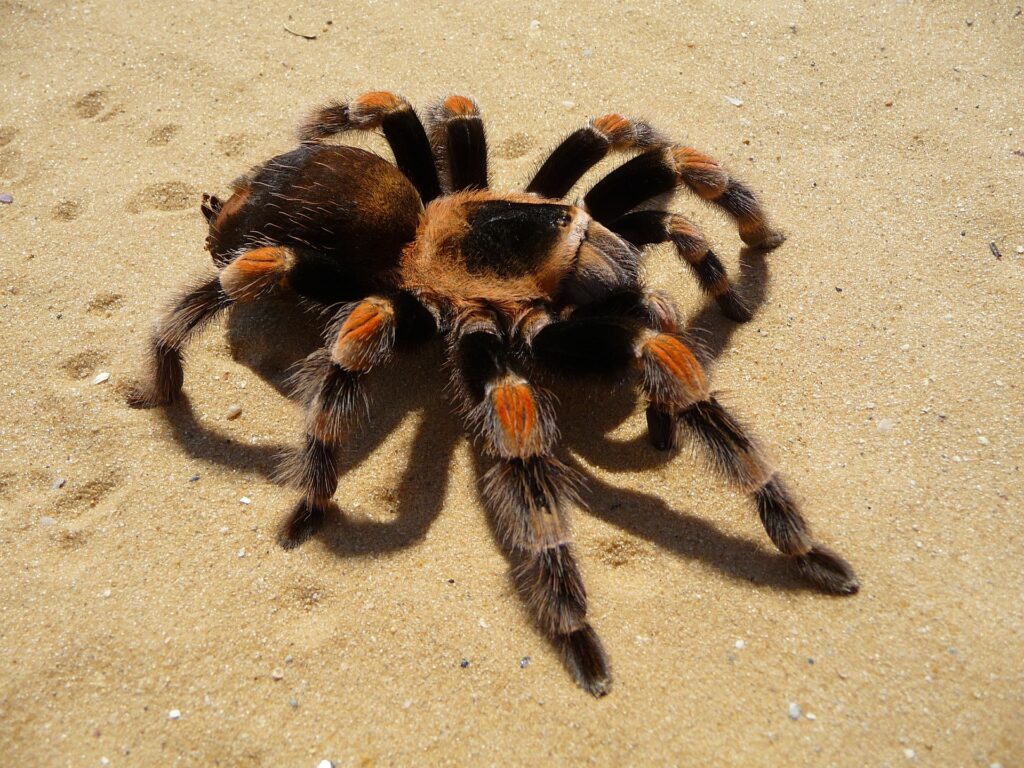 How Long Do Male Tarantulas Live