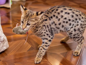 What Do Savannah Cats Eat