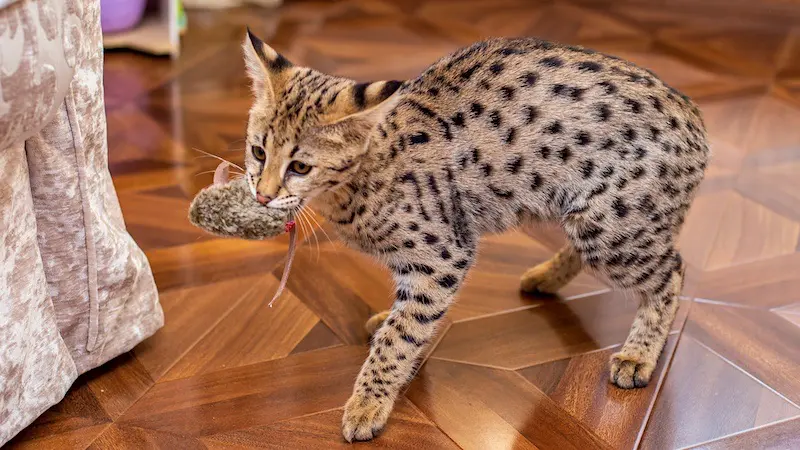 What Do Savannah Cats Eat