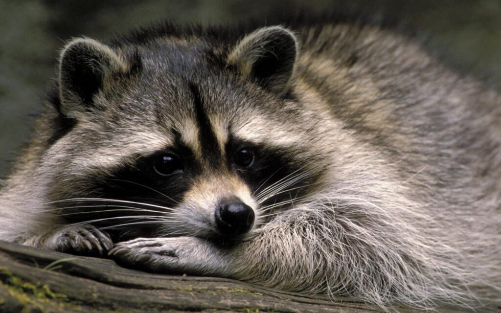 How Long Do Raccoons Stay With Their Mother