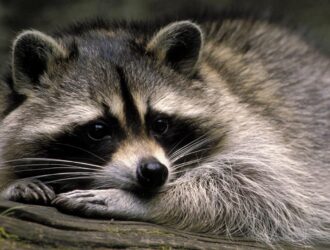 How Long Do Raccoons Stay With Their Mother