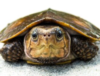 Do Turtles Die With Their Eyes Open