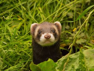 How Long Can Ferrets Go Without Food