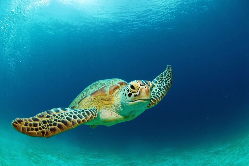 Do Sea Turtles Have Gills