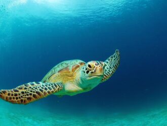 Do Sea Turtles Have Gills