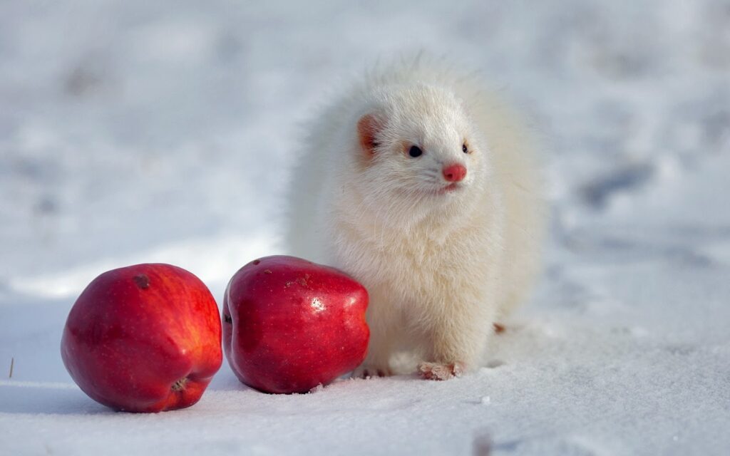 Can Ferrets Eat Apples