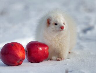 Can Ferrets Eat Apples