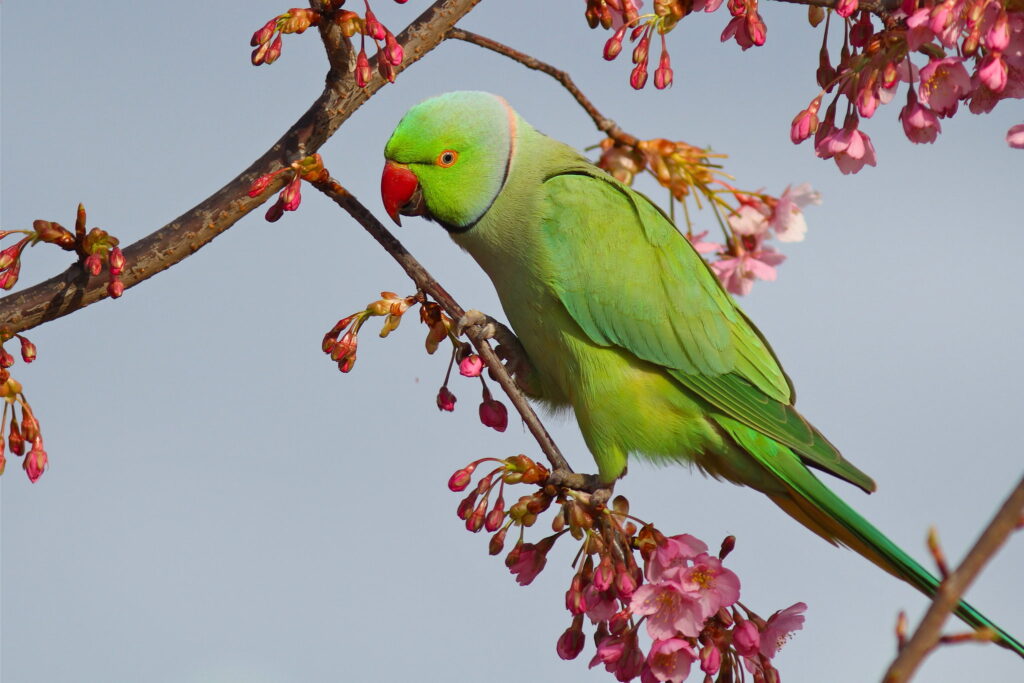 Can Parrots Have Cherries