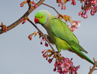 Can Parrots Have Cherries