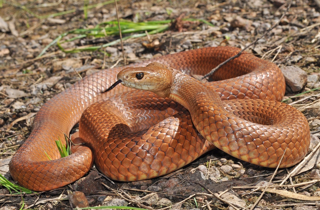 Brown Snakes In Minnesota
