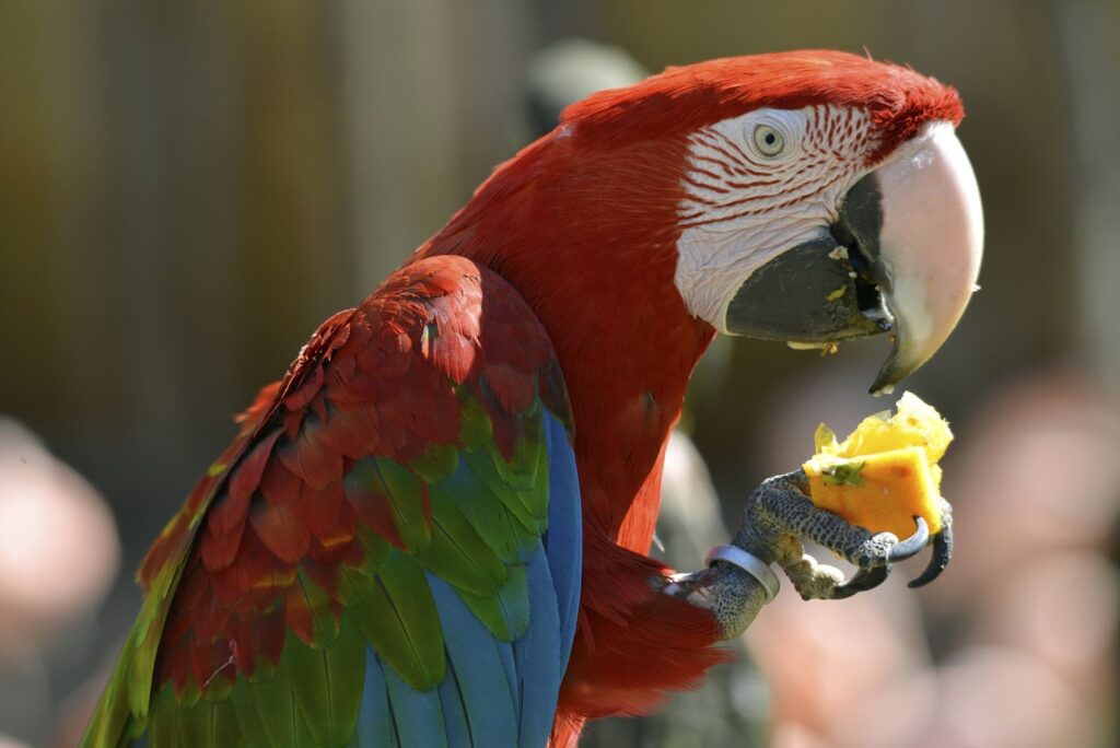 Can Parrots Eat Pineapple