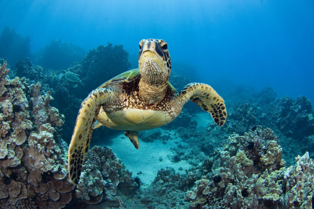 What Food Do Sea Turtles Consume