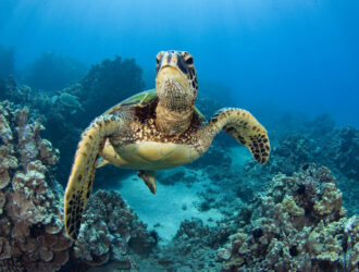 What Food Do Sea Turtles Consume