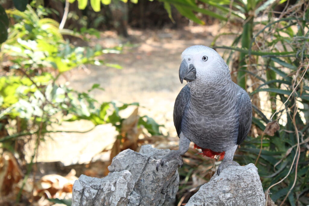 Breeders Of African Grey Parrots